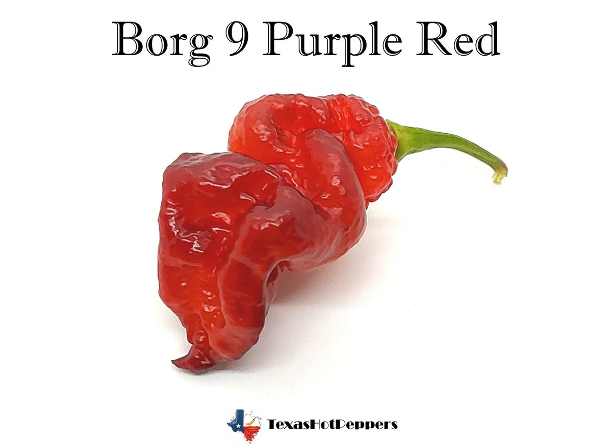 Borg 9 Purple Red – Texas Hot Peppers