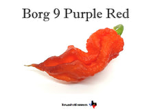 Load image into Gallery viewer, Borg 9 Purple Red