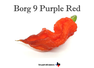 Borg 9 Purple Red