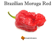 Load image into Gallery viewer, Brazilian Moruga Red