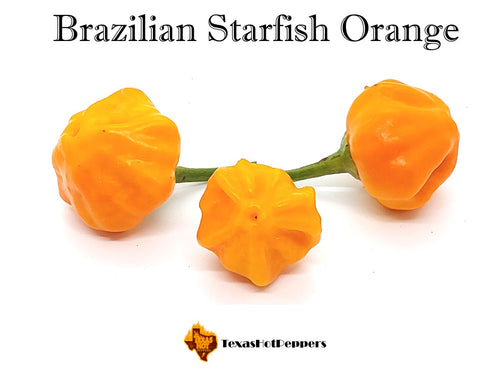 Brazilian Starfish Orange