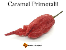 Load image into Gallery viewer, Caramel Primotalii