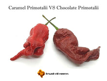 Load image into Gallery viewer, Caramel Primotalii