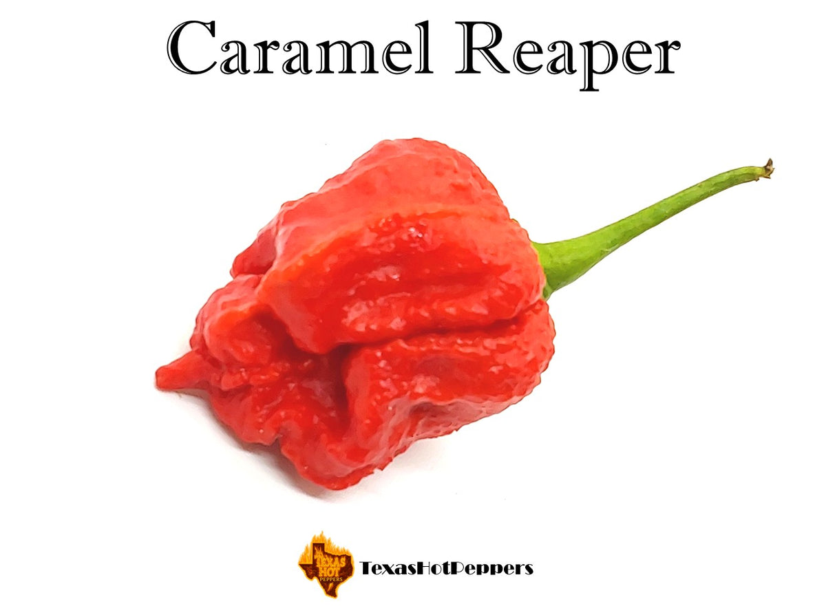 Caramel Reaper – Texas Hot Peppers