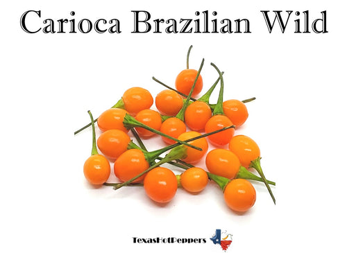 Carioca Brazilian Wild