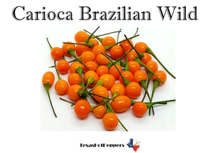 Carioca Brazilian Wild