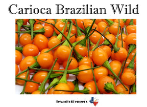 Carioca Brazilian Wild