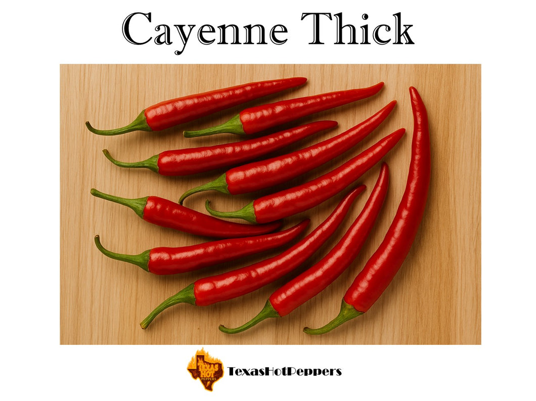 Cayenne Thick