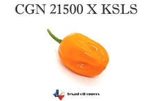 Load image into Gallery viewer, CGN 21500 X KS Lemon Starrburst