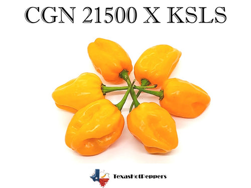 CGN 21500 X KS Lemon Starrburst