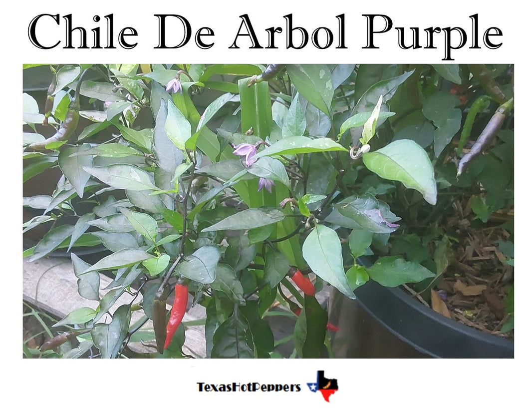 Chile De Arbol Purple