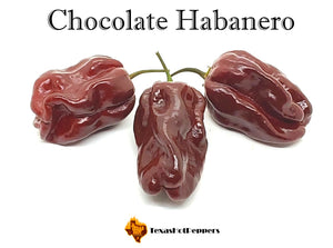 Chocolate Habanero