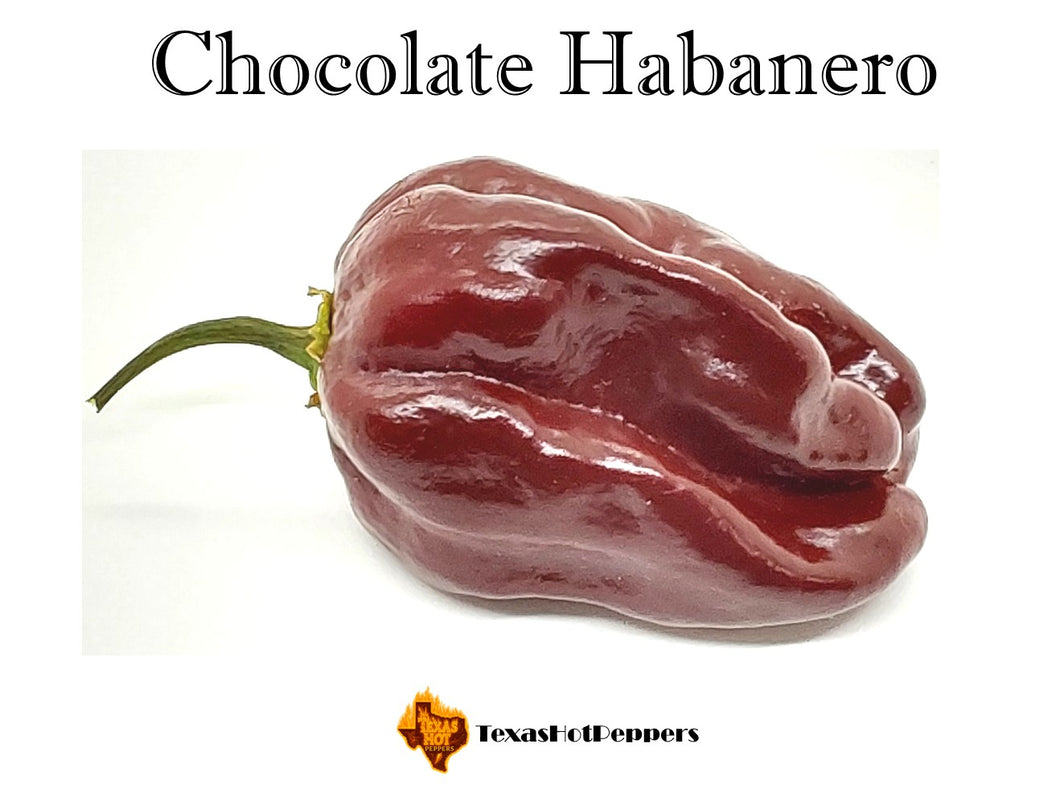 Chocolate Habanero