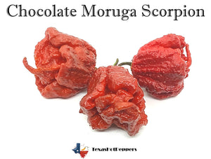 Chocolate Moruga Scorpion