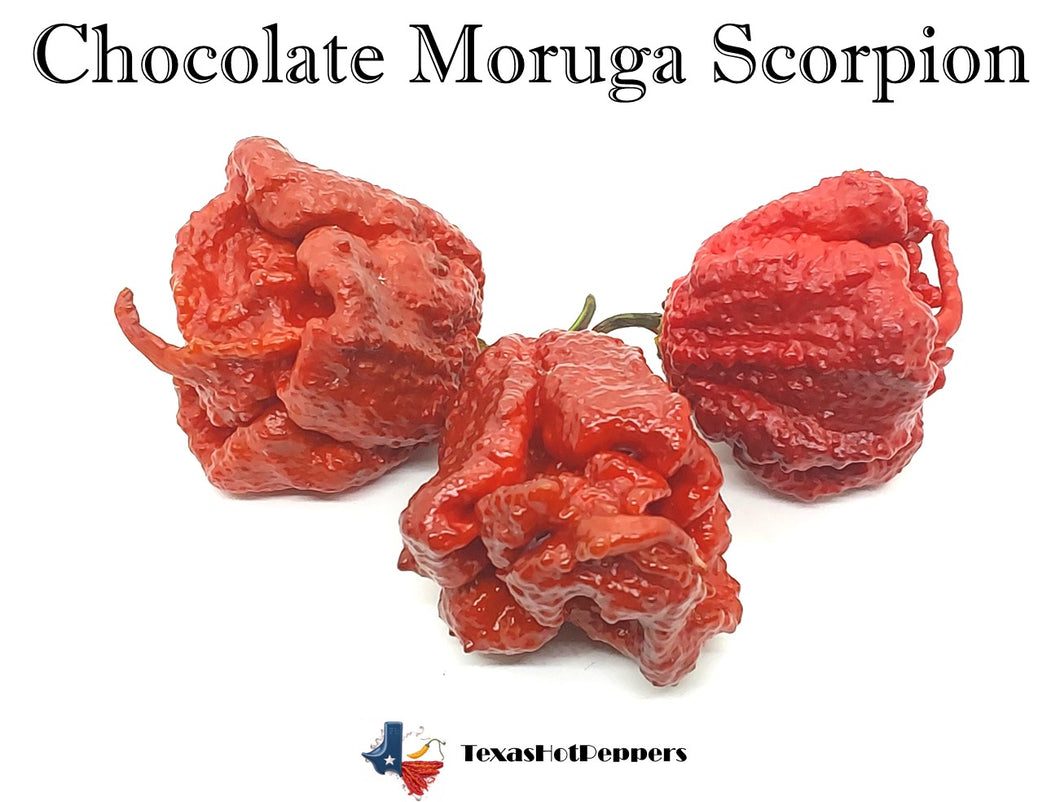 Chocolate Moruga Scorpion