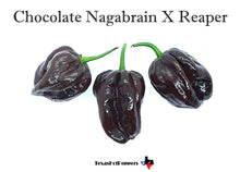 Load image into Gallery viewer, Chocolate Nagabrain X Reaper