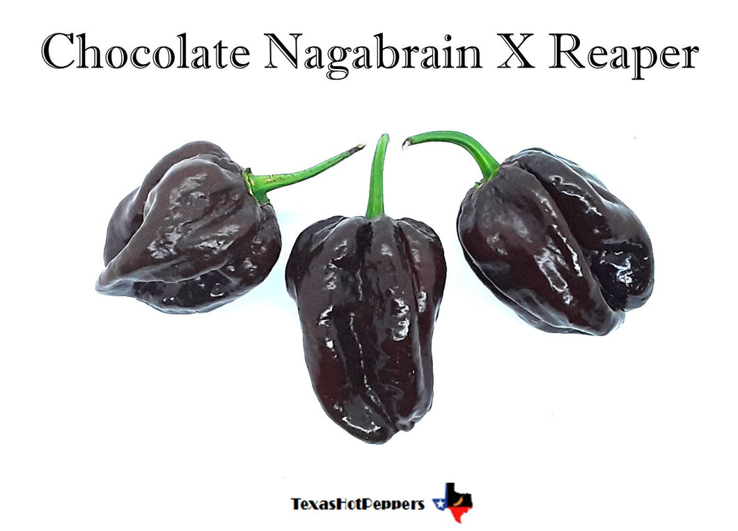 Chocolate Nagabrain X Reaper
