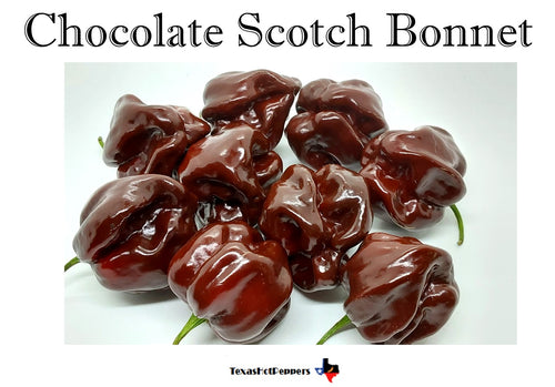 Chocolate Scotch Bonnet