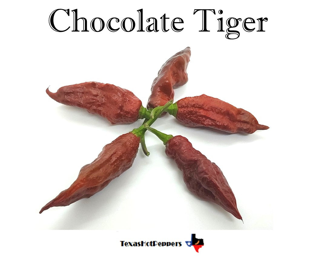 Chocolate Tiger – Texas Hot Peppers