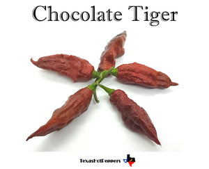 Chocolate Tiger