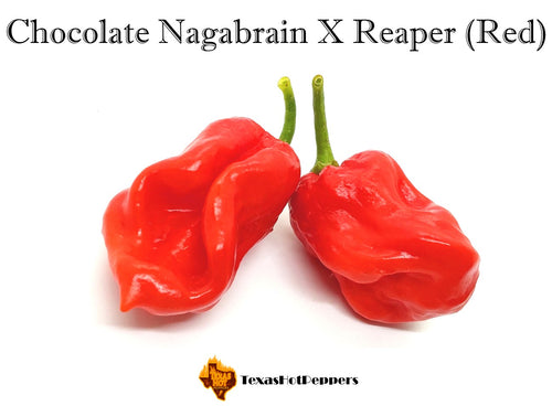 Chocolate Nagabrain X Reaper (Red)