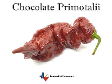 Load image into Gallery viewer, Chocolate Primotalii