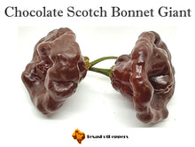 Load image into Gallery viewer, Chocolate Scotch Bonnet Giant