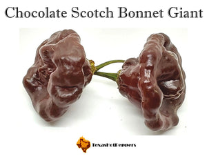 Chocolate Scotch Bonnet Giant