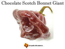 Load image into Gallery viewer, Chocolate Scotch Bonnet Giant