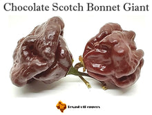 Load image into Gallery viewer, Chocolate Scotch Bonnet Giant