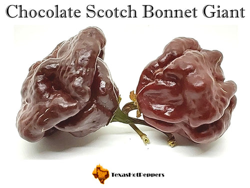 Chocolate Scotch Bonnet Giant
