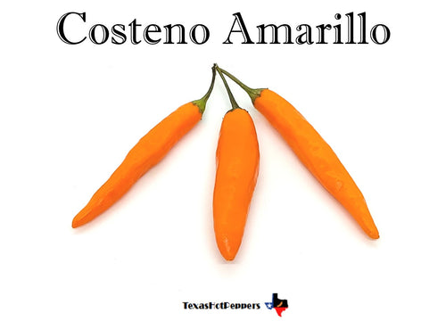 Costeno Amarillo