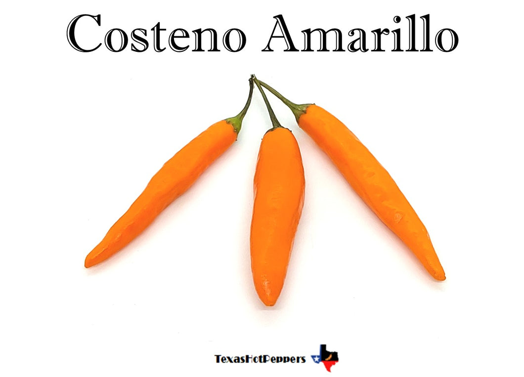 Costeno Amarillo