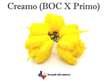 Load image into Gallery viewer, Creamo (BOC X Primo)