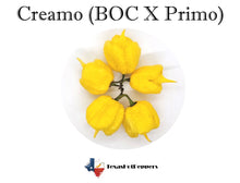 Load image into Gallery viewer, Creamo (BOC X Primo)