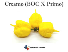 Load image into Gallery viewer, Creamo (BOC X Primo)