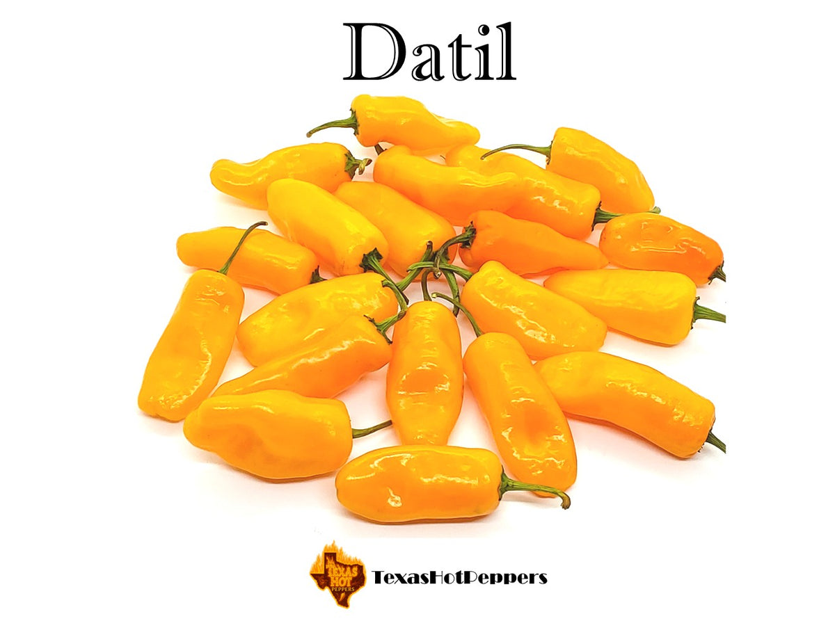 Datil – Texas Hot Peppers