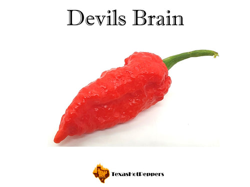 Devils Brain
