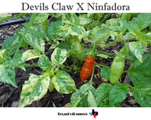 Load image into Gallery viewer, Devils Claw X Ninfadora (Red)