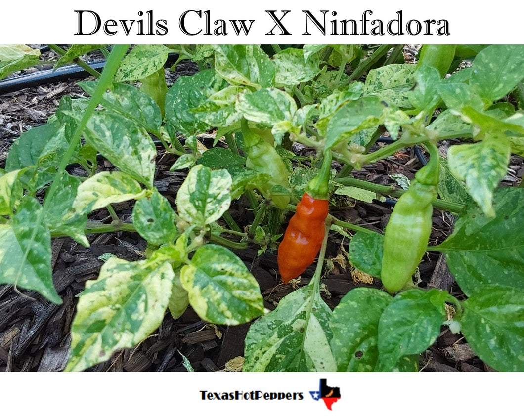 Devils Claw X Ninfadora (Red)