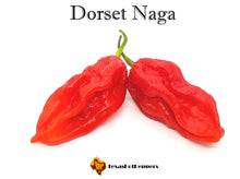 Load image into Gallery viewer, Dorset Naga