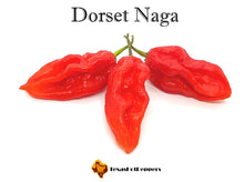 Load image into Gallery viewer, Dorset Naga