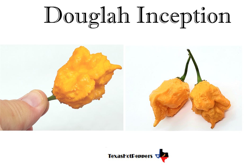 Douglah Inception
