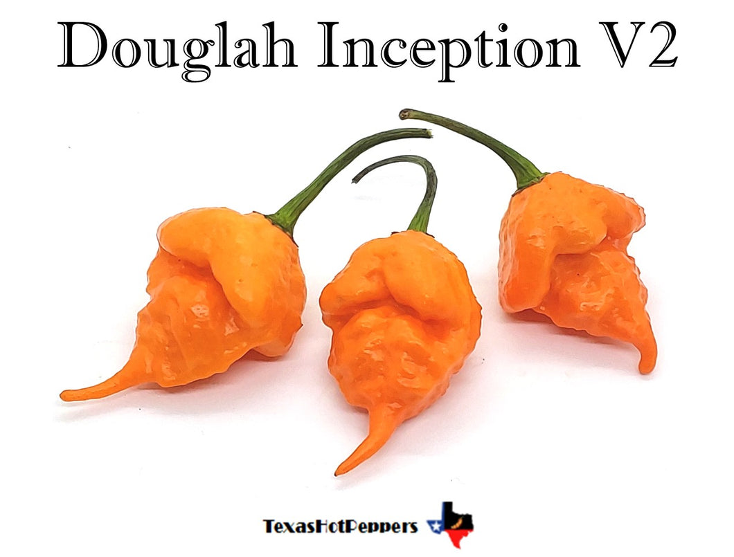Douglah Inception V2