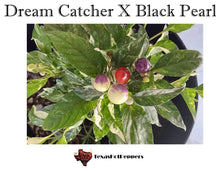 Load image into Gallery viewer, Dream Catcher X Black Pearl