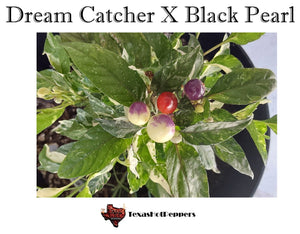 Dream Catcher X Black Pearl