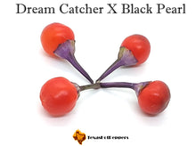 Load image into Gallery viewer, Dream Catcher X Black Pearl