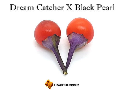 Dream Catcher X Black Pearl