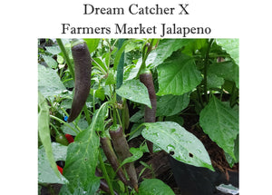 Dream Catcher X Farmers Market Jalapeno