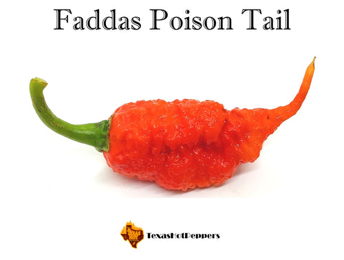 Faddas Poison Tail